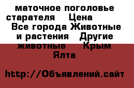 маточное поголовье старателя  › Цена ­ 2 300 - Все города Животные и растения » Другие животные   . Крым,Ялта